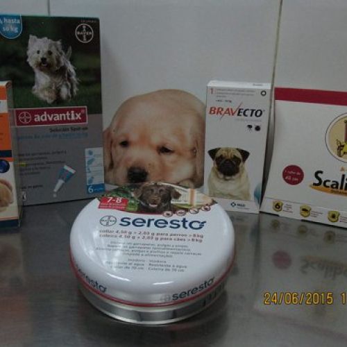 Consulta veterinaria en Talavera de la Reina