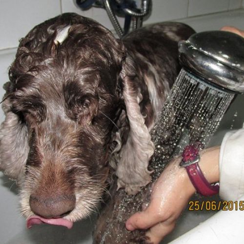 Consulta veterinaria en Talavera de la Reina