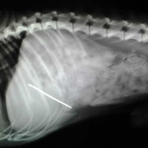 consulta veterinaria en Talavera de la Reina