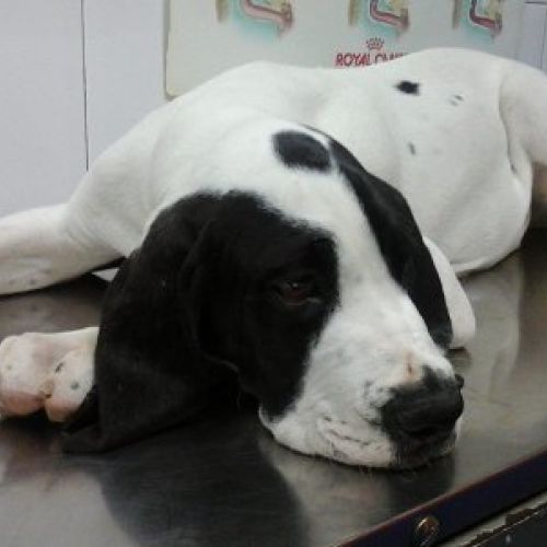 consulta veterinaria en Talavera