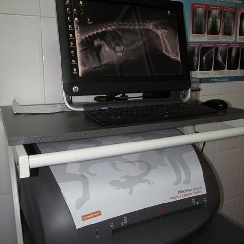 Consulta veterinaria en Talavera de la Reina