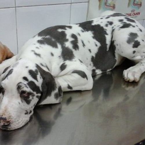 consulta veterinaria Talavera de la Reina